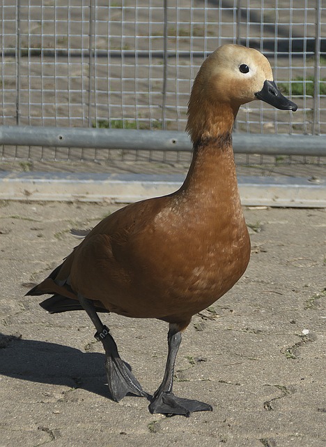 斯诺克未来