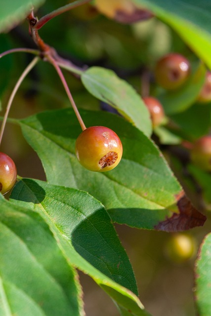 DP增長的 DP增長的